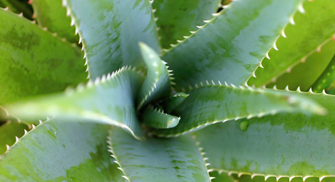 Rostlina aloe