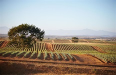 Forever Living Products o plantážích a rostlině Aloe barbadensis Miller